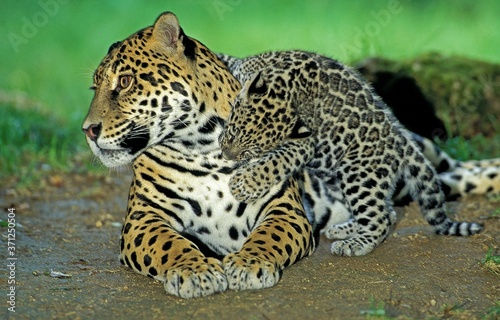 Jaguar, panthera onca, Mother playing with Cub