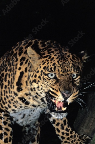Leopard, panthera pardus, Portrait of Adult in Defensive Posture