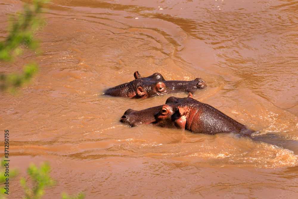 Fototapeta premium Flusspferde in Kenia am Fluss Mara in Kenia, Afrika.