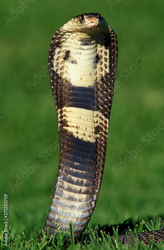 Indian Cobra, naja naja, Adult in Defensive Posture