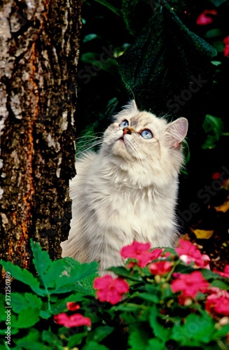 Colourpoint Persian Domestic Cat standing in Flowers