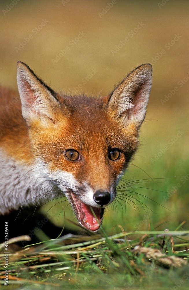 Red Fox, vulpes vulpes, Portrait of Adult calling, Normandy
