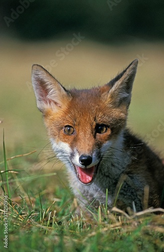 Red Fox, vulpes vulpes, Portrait of Adult, Normandy © slowmotiongli