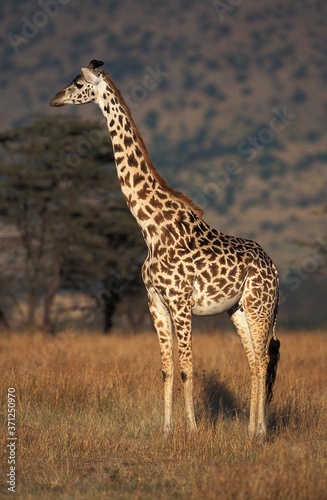 Masai Giraffe  giraffa camelopardalis tippelskirchi  Adult in Savanna  Masai Mara Park in Kenya