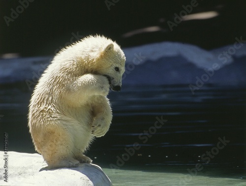 Polar Bear, thalarctos maritimus, Cub readu to Jump in Water photo