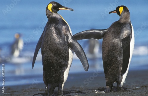 King Penguin, aptenodytes patagonica, Adult standing on Beach, Colony in Salisbury Plain, South Georgia