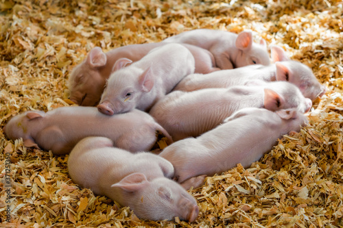 Piglets in Pile