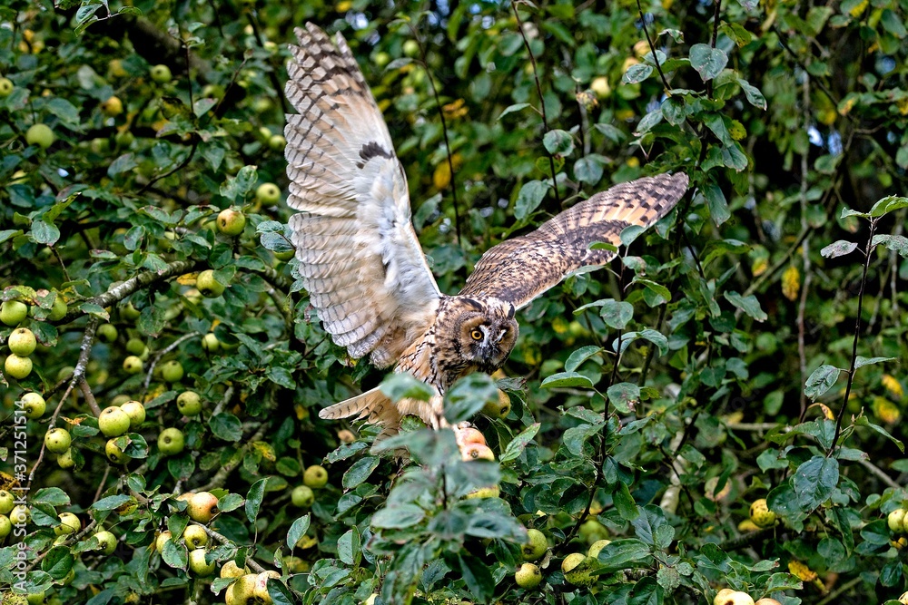 Fototapeta premium Long-Heared Owl, asio otus, Adult landing on Apple Tree, Normandy