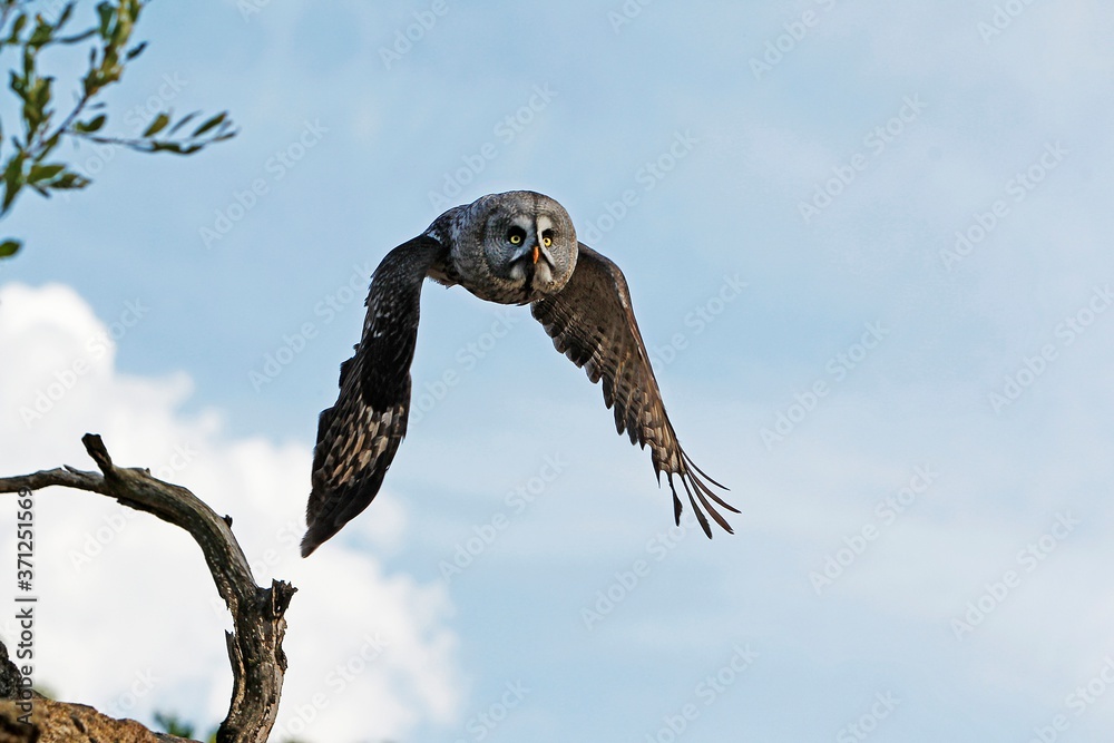 Great Grey Owl, strix nebulosa, Adult in Flight Great Grey Owl, strix nebulosa, Adult in Flight