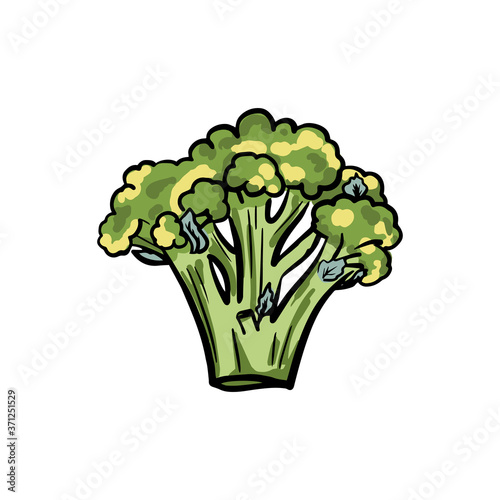 Broccoli Hand drawn color sketch