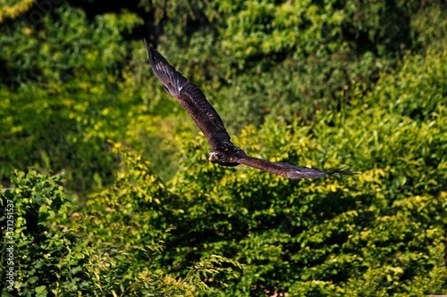 Bald Eagle, haliaeetus leucocephalus, Immature in Flight