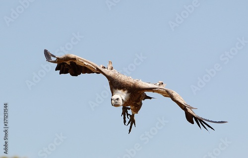 Eurasian Griffon Vulture, gyps fulvus, Adult in Flight