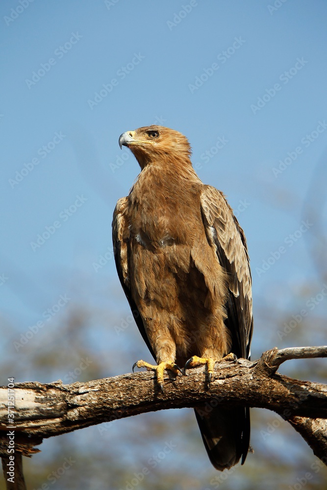 Tawny Eagle, aquila rapax, Adult standing on Branch, Masai Mara Park in Kenya