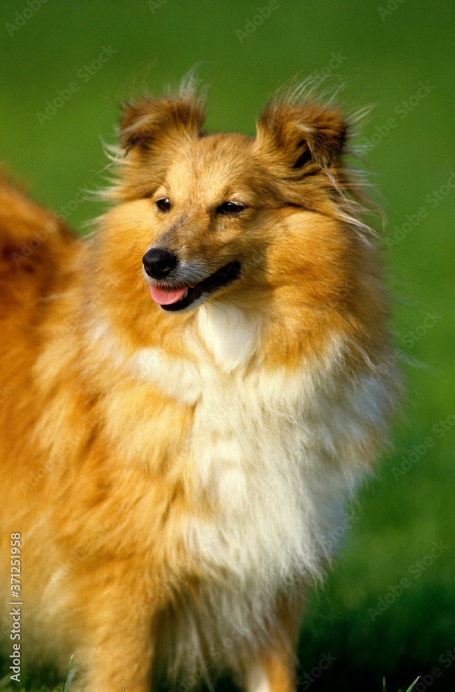 Shetland Sheepdog, Dog standing on Grass Shetland Sheepdog, Dog standing on Grass