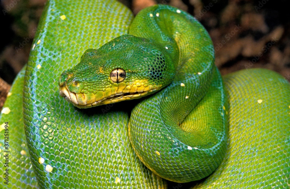 Fototapeta premium Green Tree Python, morelia viridis
