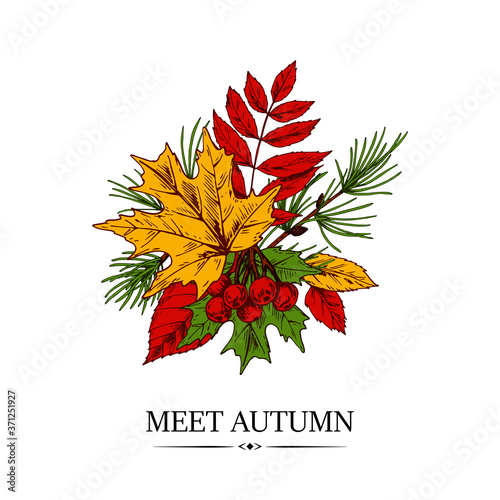 Hand drawn autumn design with maple and rowanberry leaves and berries and larch brunch isolated on white background. Vector illustration in colored sketch style.