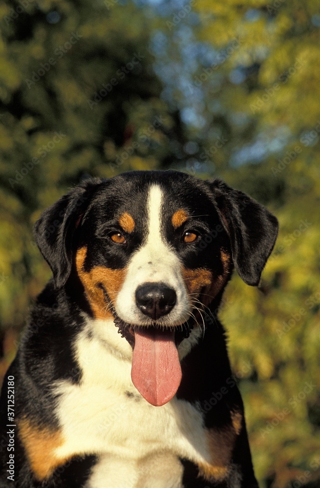 Greater Swiss Mountain Dog, Portrait with Tongue out Greater Swiss Mountain Dog, Portrait with Tongue out