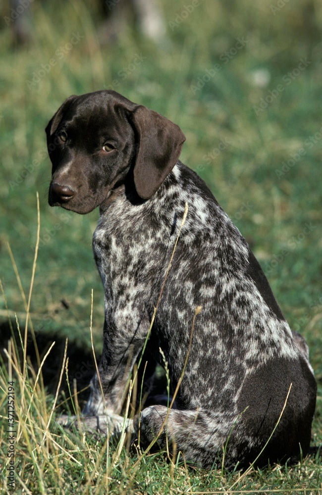 German Short-Haired Pointer Dog, Pup sitting on Grass