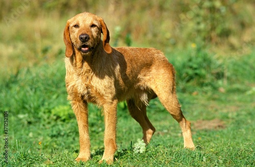 Cuadro en lienzo Fawn Brittany Griffon or Griffon Fauve de Bretagne Dog, Male standing on Grass