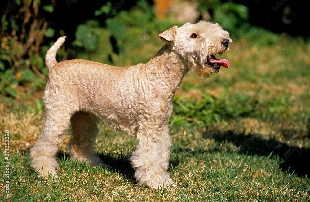 Lakeland Terrier Dog standing on Grass Lakeland Terrier Dog standing on Grass