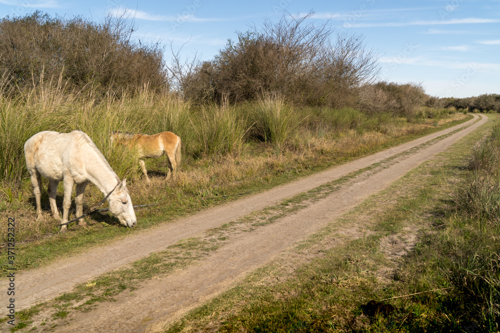 Obraz premium Horse eating grass on the road.