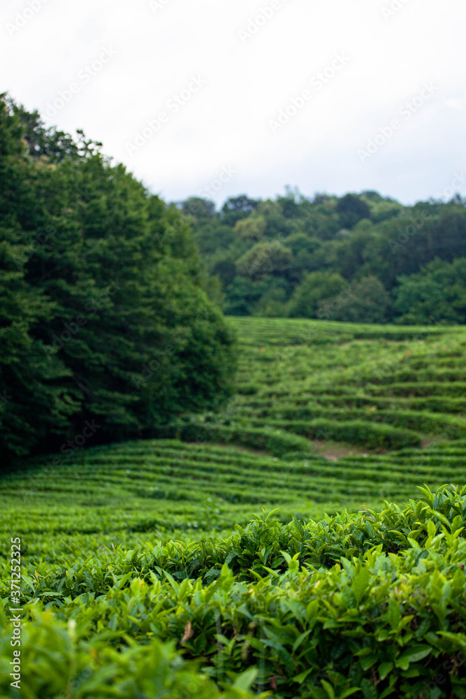 Naklejka premium green tea plantation