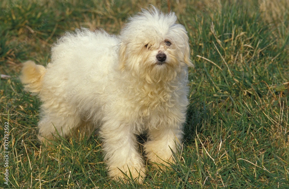 Bolognese Bichon Dog standing on Grass Bolognese Bichon Dog standing on Grass