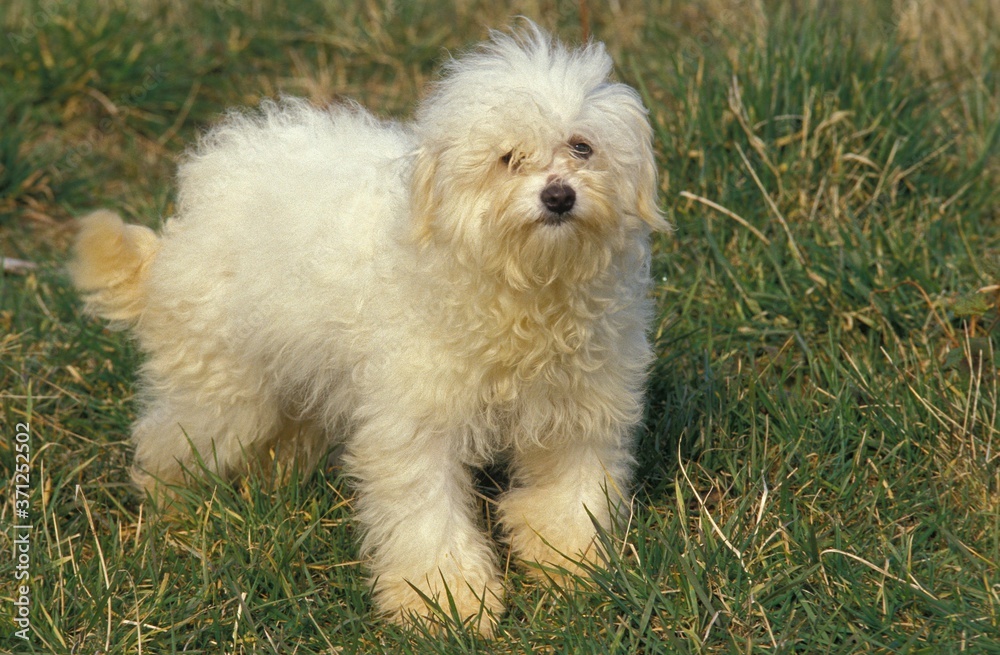 Bolognese Bichon Dog standing on Grass