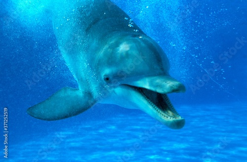 Bottlenose Dolphin  tursiops truncatus  Adult calling