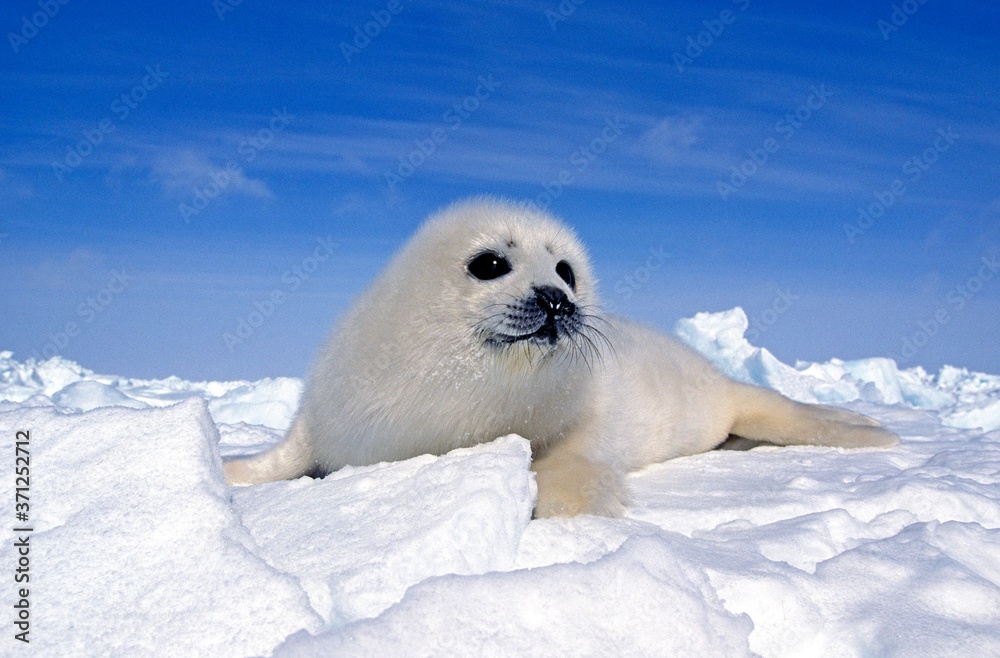 Harp Seal, pagophilus groenlandicus, Pup standng on Icefield, Magdalena Islands in Canada Harp Seal, pagophilus groenlandicus, Pup standng on Icefield, Magdalena Islands in Canada