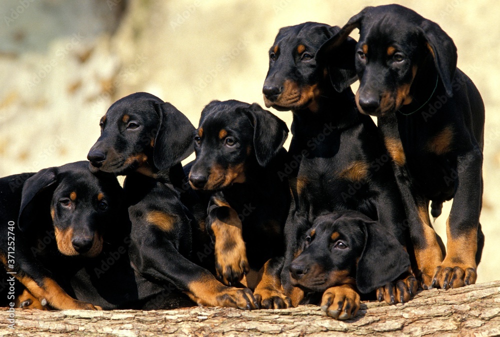 Dobermann Dog or Dobermann Pinscher, Puppies standing on Stack of Wood