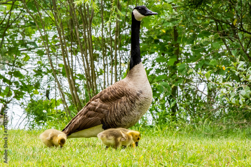 Canada Goose with Goslings, Grazing in Grass Canada Goose with Goslings, Grazing in Grass