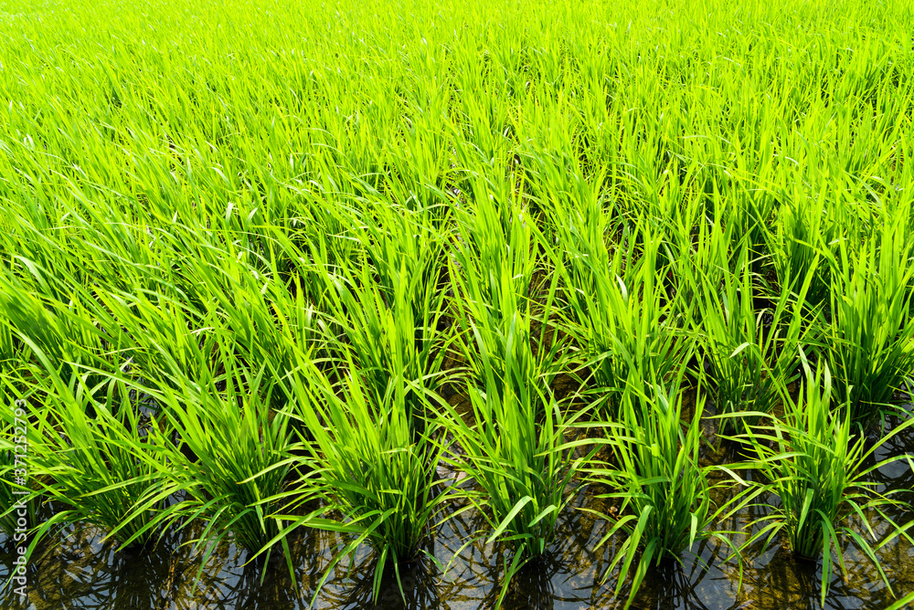 Fototapeta premium Rice seedlings growing on the farm of Taiwan.