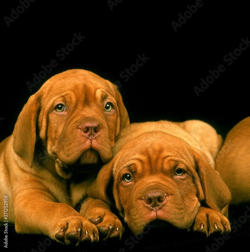 Bordeaux Mastiff Dog, Puppies laying against Black Background