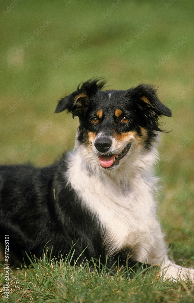 Border Collie Dog laying on Grass
