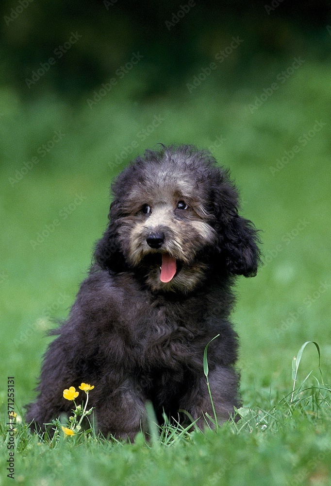 Grey Standard Poodle Dog, Pup Yawning Grey Standard Poodle Dog, Pup Yawning