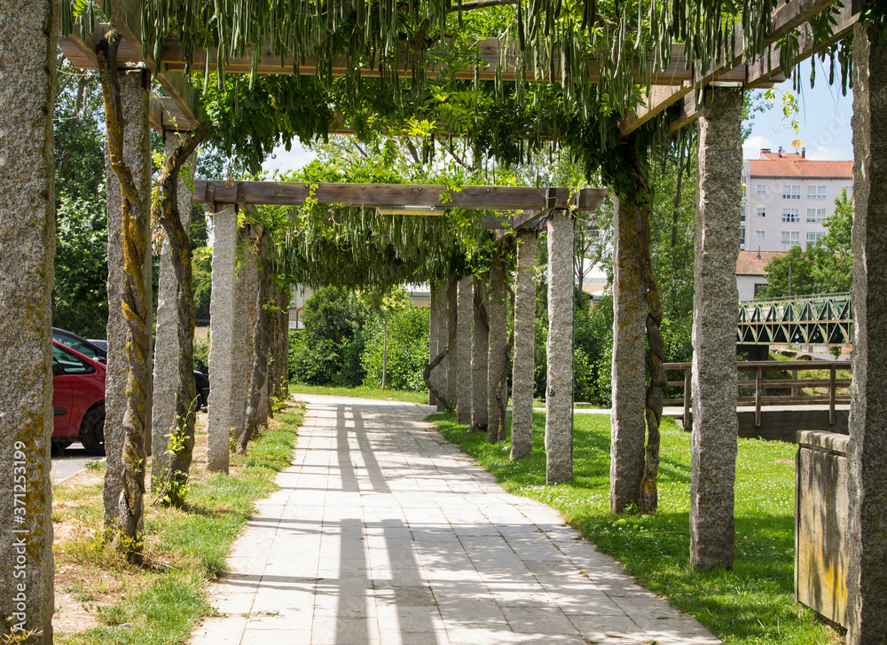 park or tree walk in the city