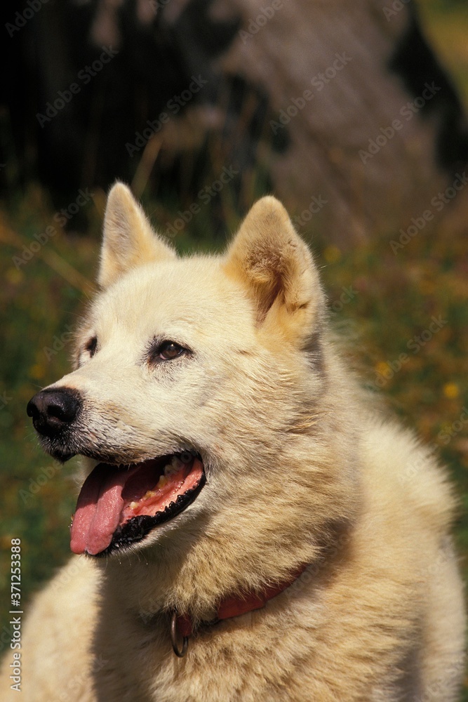 Obraz premium Portrait of Greenland Dog