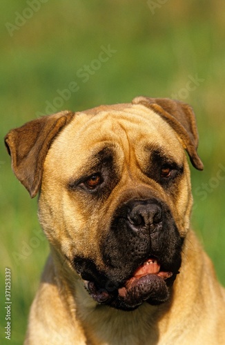 Portrait of Mastiff Dog