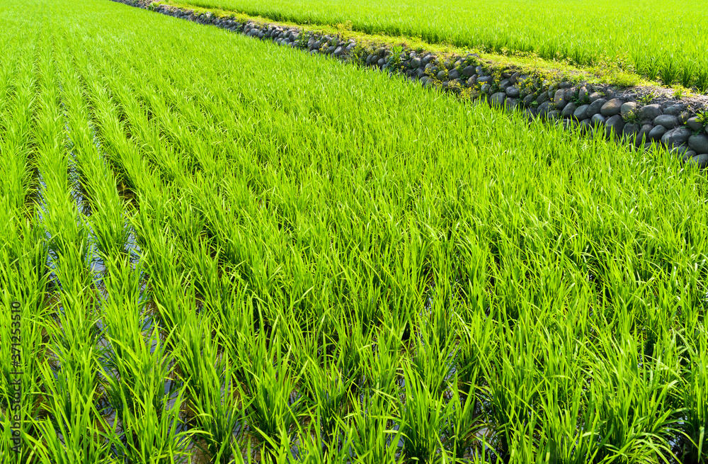 Rice crop soon to be harvest in the paddy field of Taiwan.