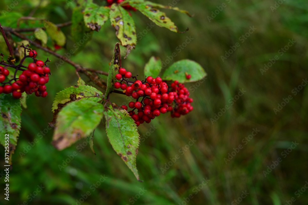 Bush with red berries in the forest Bush with red berries in the forest
