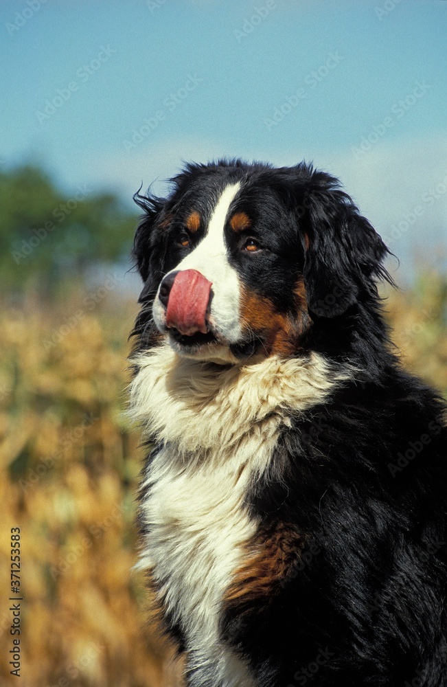 Bernese Mountain Dog Licking its Chops Bernese Mountain Dog Licking its Chops