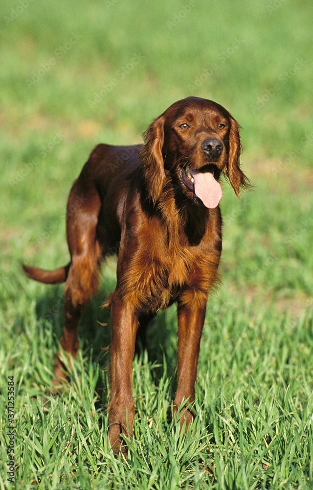 Irish Setter or Red Setter, Dog standing on Grass with Tongue out Irish Setter or Red Setter, Dog standing on Grass with Tongue out