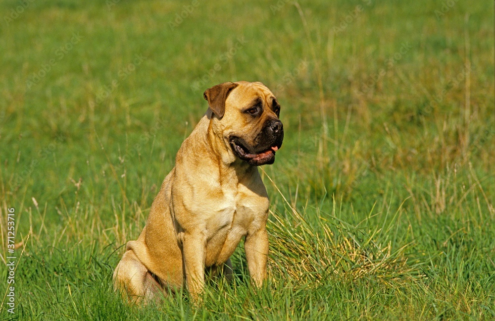 Mastiff Dog sitting on Grass