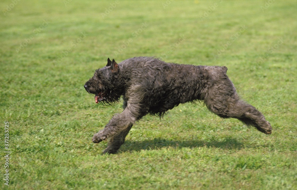 Belgian Cattle Dog or Flanders Cattle Dog (Old Standard Breed with Cut Ears) Belgian Cattle Dog or Flanders Cattle Dog (Old Standard Breed with Cut Ears)