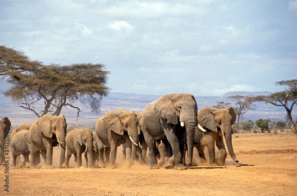 African Elephant, loxodonta africana, Herd walking through Savannah, Samburu Park in Kenya