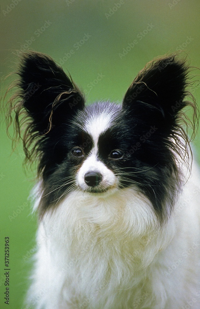 Papillon Dog or Continental Toy Spaniel Dog Papillon Dog or Continental Toy Spaniel Dog