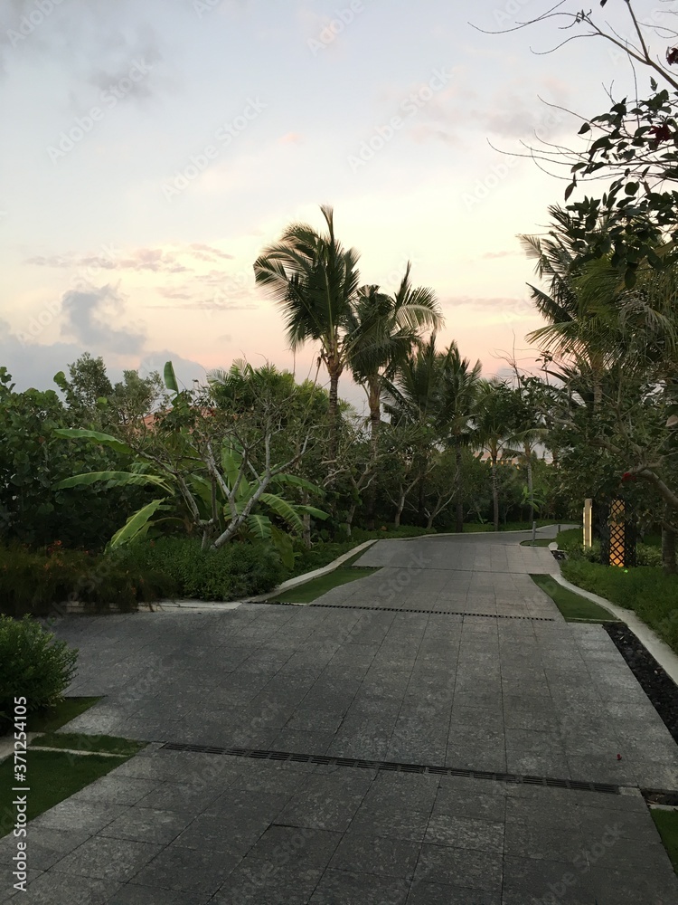 Fototapeta premium palm trees at sunset