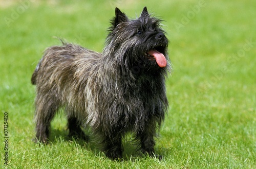 Konstfotografi Cairn Terrier Dog standing on Lawn