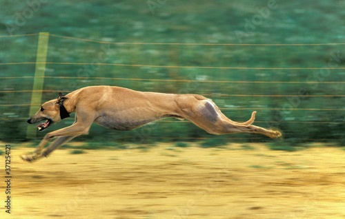 Greyhound during Greyhound Racing Dog